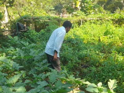 Thatigudem Agro Forestry Mango — 2026 04 11 at 10.33.04 PM
